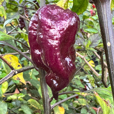 Jay's Pink Purple Ghost Scorpion - Seeds - The Pepper Pantry (Formerly Marie Sharp's)